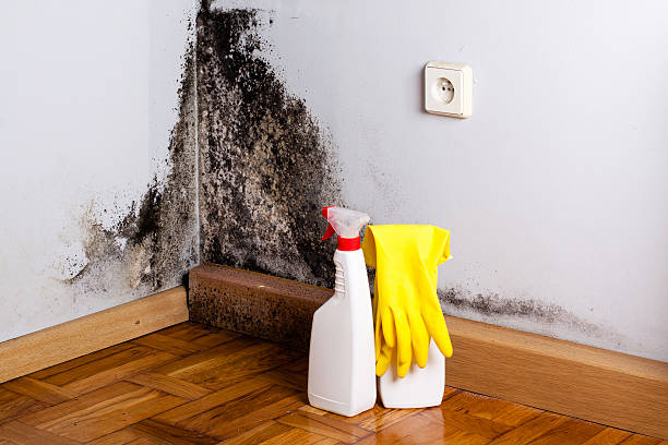 Best White Mold Remediation in Northridge, OH